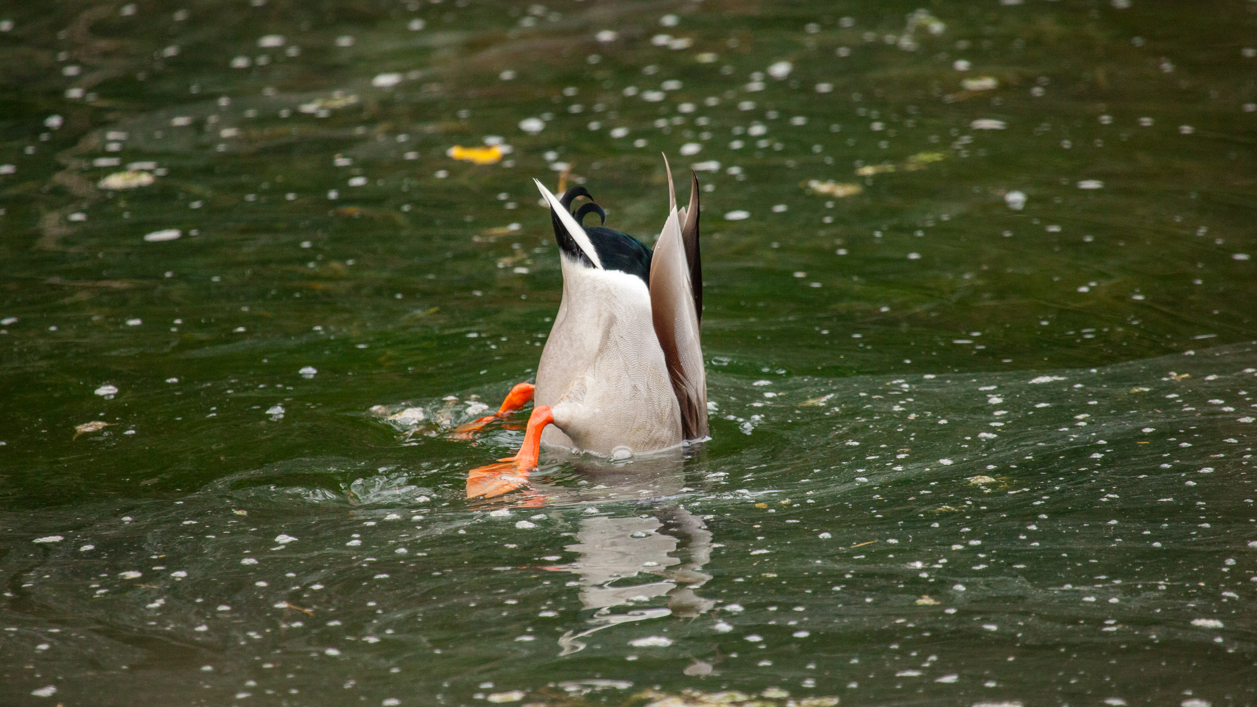 20110313164257 IMG 7383